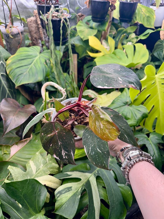 Philodendron Red Anderson Galaxy