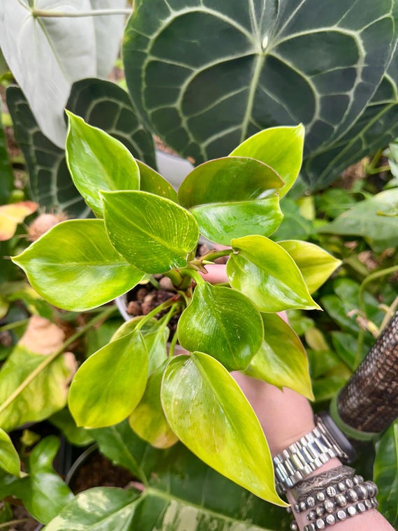 Philodendron Birkin sp Red Mutant