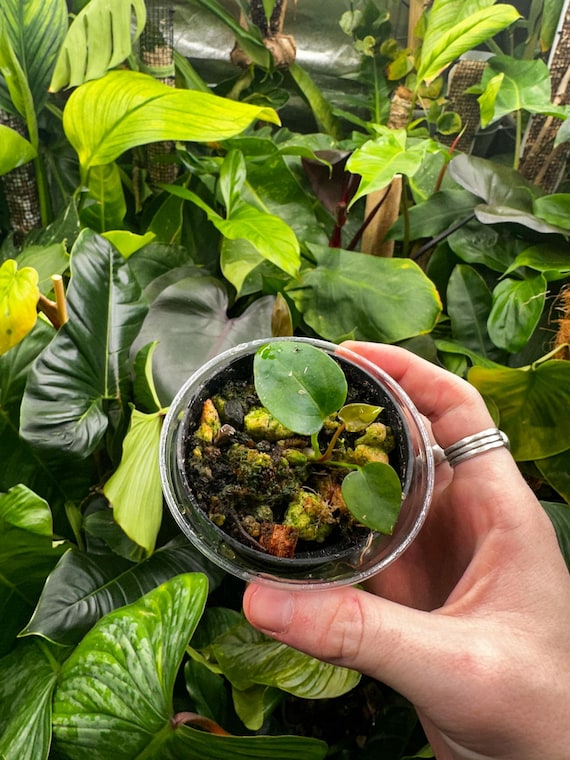 Anthurium Papi x Mag x AOS