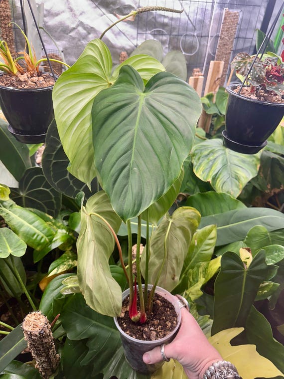 Philodendron Melanochysum x El Choco Red