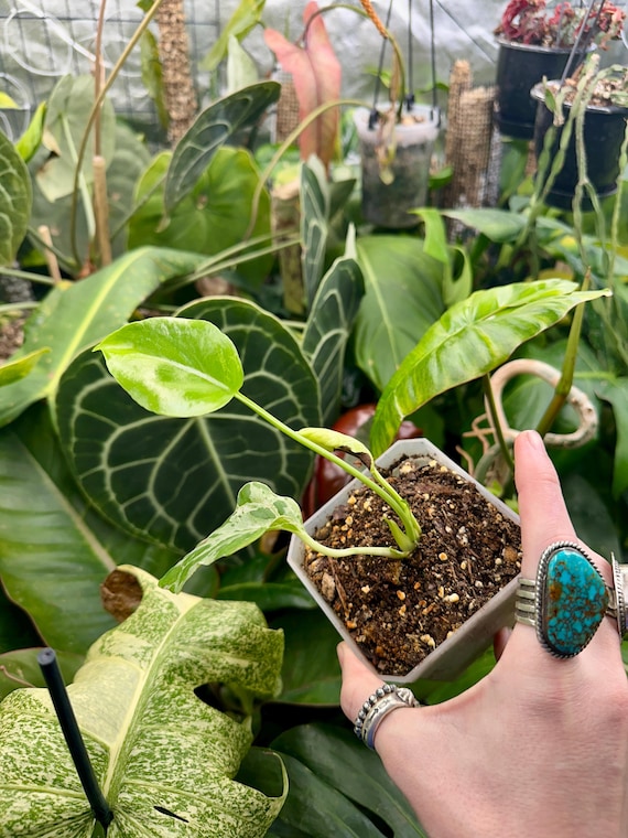 Monstera Bulbasaur deliciosa - Low Color
