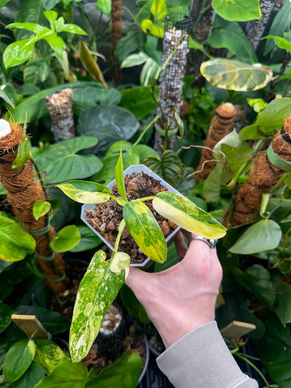 Philodendron Domesticum Highly Variegated