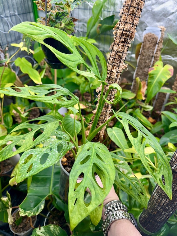 Monstera Adansonii Mint TriColor "Indonesian"