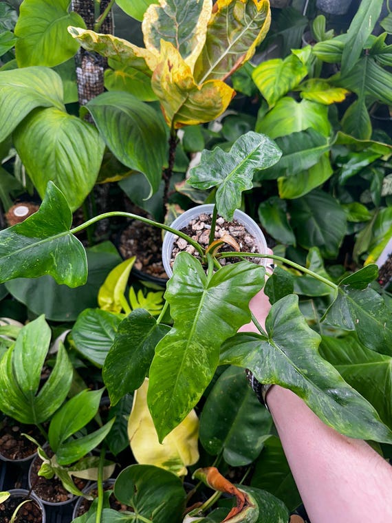 Philodendron Mottled Dragon Mutated