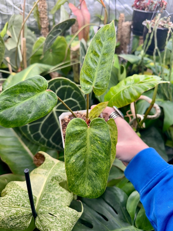 Philodendron Mint El Choco x Billietiae Hybrid  - Rare
