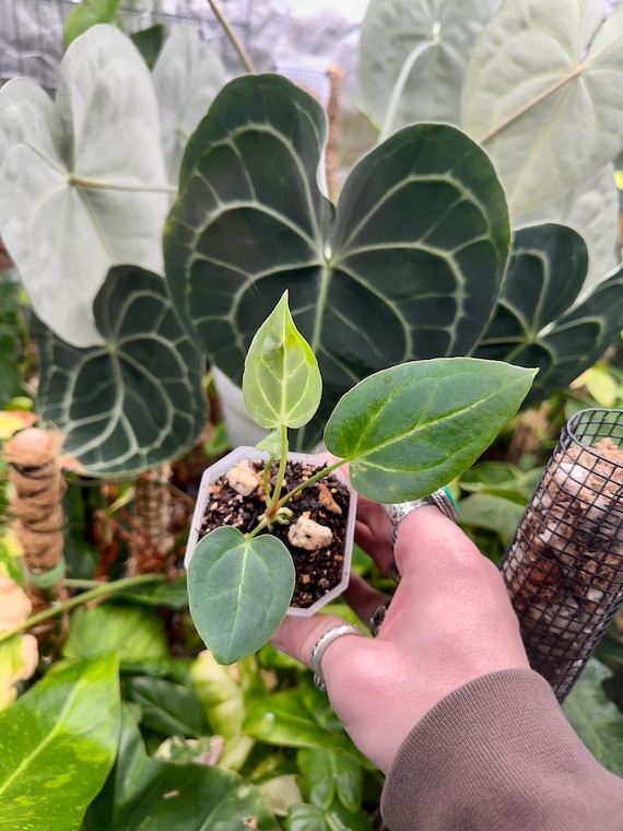 Anthurium Dark Crystal x Rioclaroense Wild Hybrid