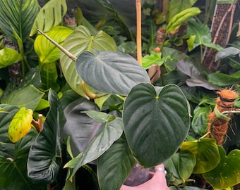 May include: A dark green houseplant with large, heart-shaped leaves. The plant is being held by a hand, and the pot is visible.