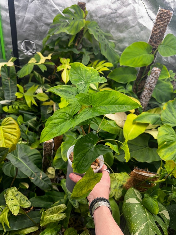Syngonium "Albo" Revert