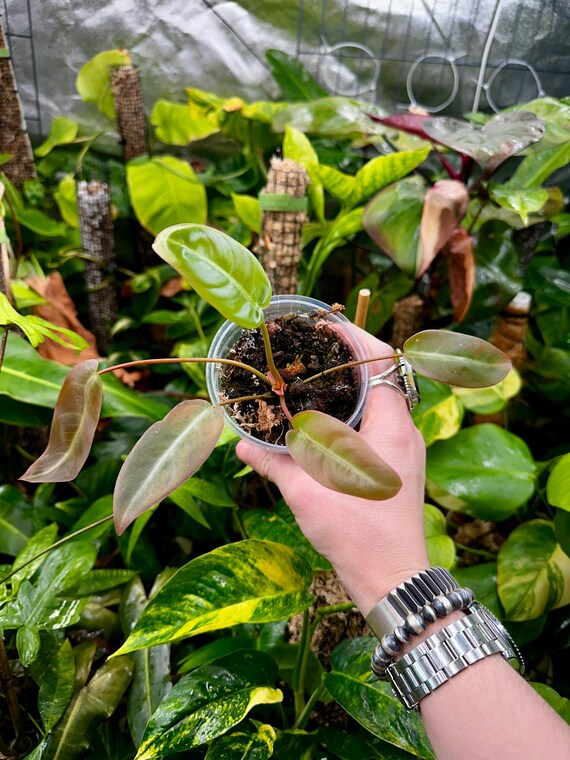 Philodendron SP