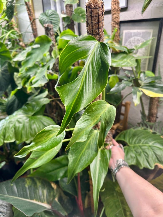 Monstera Burle Marx Flame Rooted Plant Growers Choice