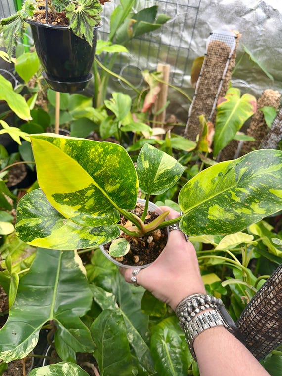 Philodendron Green Congo Nuclear