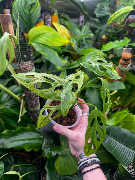 Monstera Adansonii Mint TriColor "Indonesian"