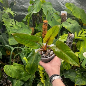 Blushing Philodendron - Etsy