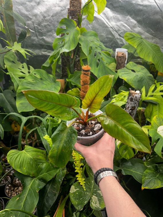 Philodendron Sp Red Blushing