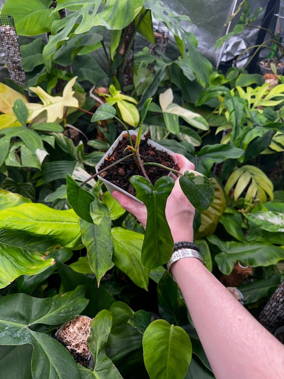 Florida beauty low variegated Mutant
