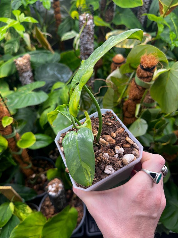 Philodendron Bipennifolium Low Variegated
