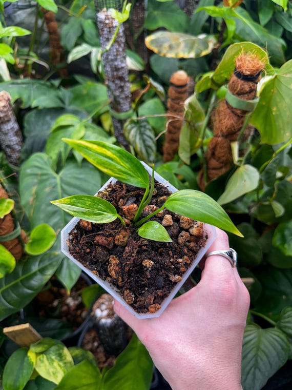 Epipremnum Amplissimum Aurea Variegated