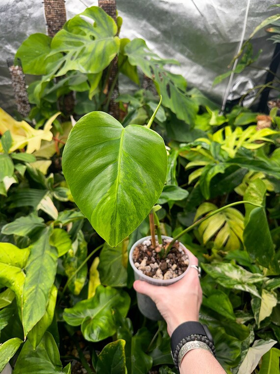 Monstera Borsigiana Aurea Rooted Mid-cut with Growth