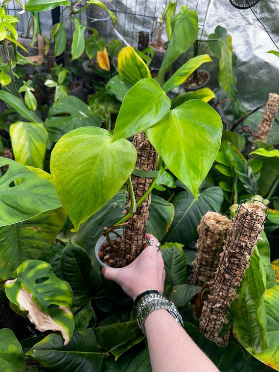 Monstera Sierrana Hawaiin Form