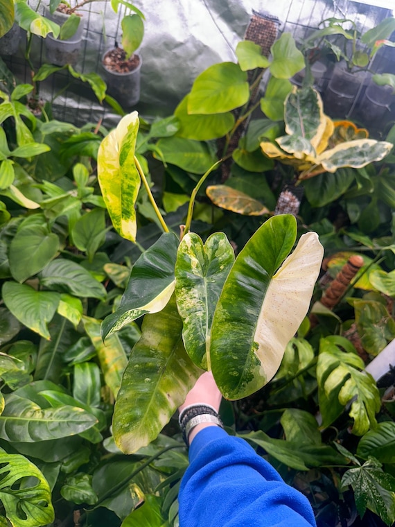 Variegated Burle Marx Philodendron
