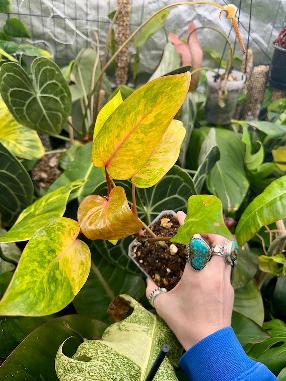 Philodendron Sp Red Emerald Variegated