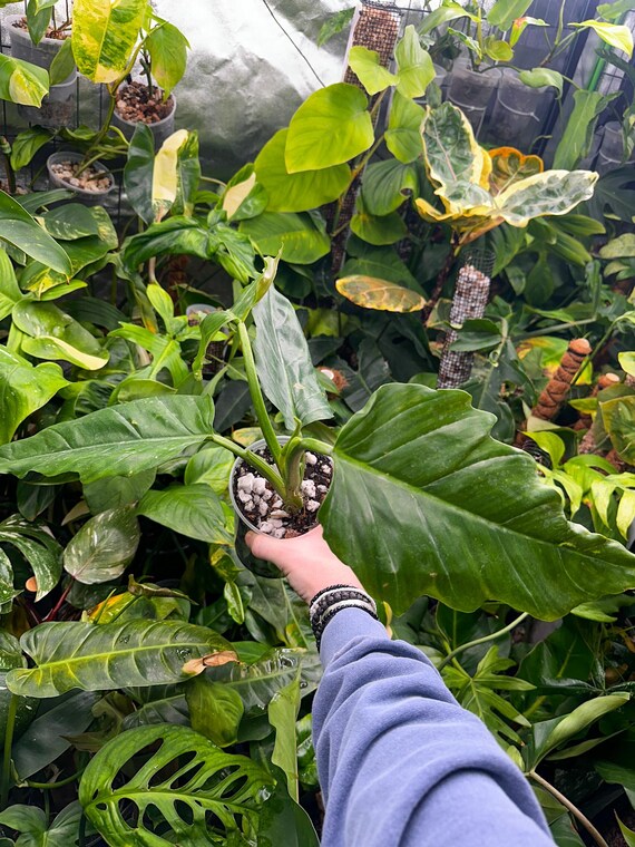 Philodendron Subhastatum x Philodendron Tortum