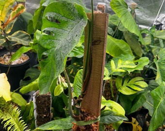 Monstera Dubia Mature Size - Green Form - Etsy