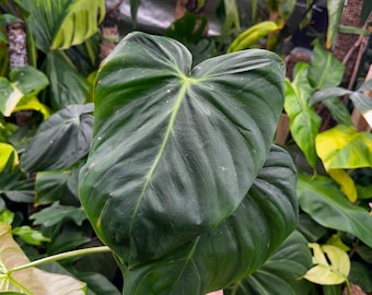 Philodendron 'el Choco Red' X Billietiae Variegated *grower's