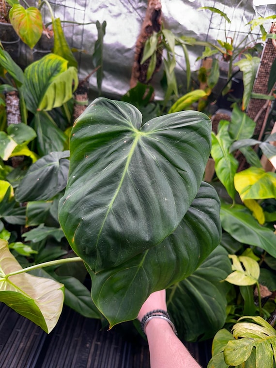 Hybrid Philodendron El Choco red x Spiritus Sancti x Pastazanum