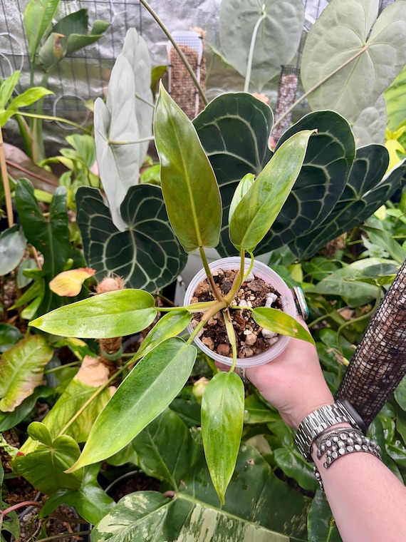 Philodendron Mexicanum