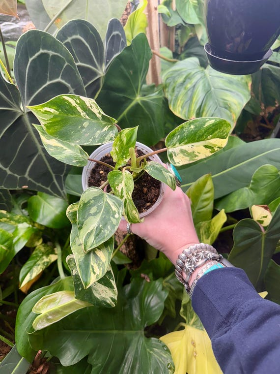 Philodendron Emerald King Mint Variegated