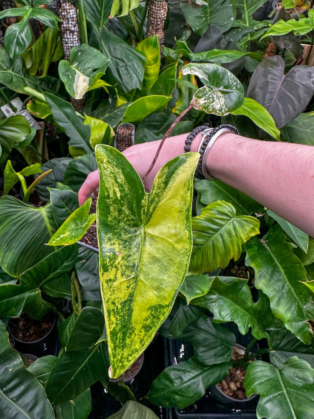 Alocasia Zebrina Aurea Variegated - Etsy