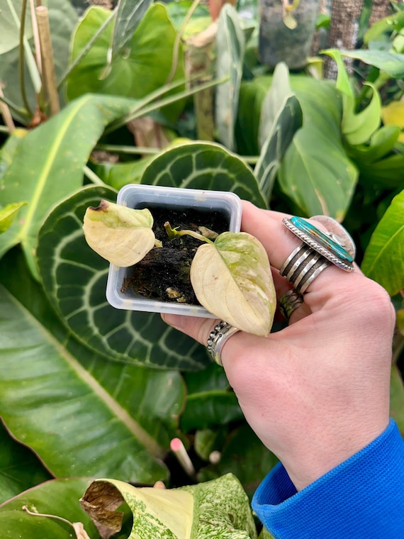 VERY RARE Philodendron Brandtianum Variegated -High Color-