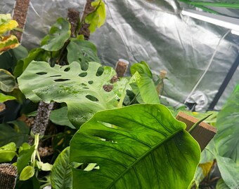 Monstera Dubia Mature Size - Green Form - Etsy