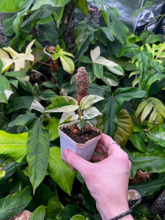 Epipremnum Pinnatum Marble