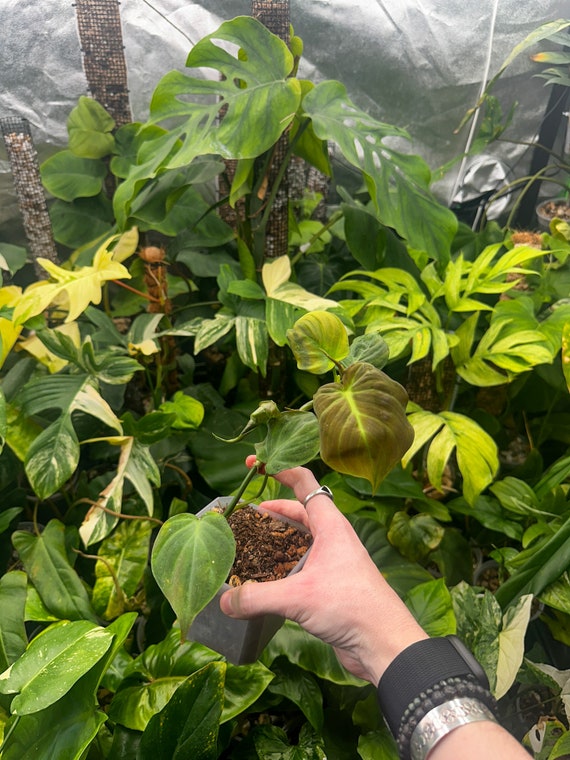 Philodendron Camposportoanum