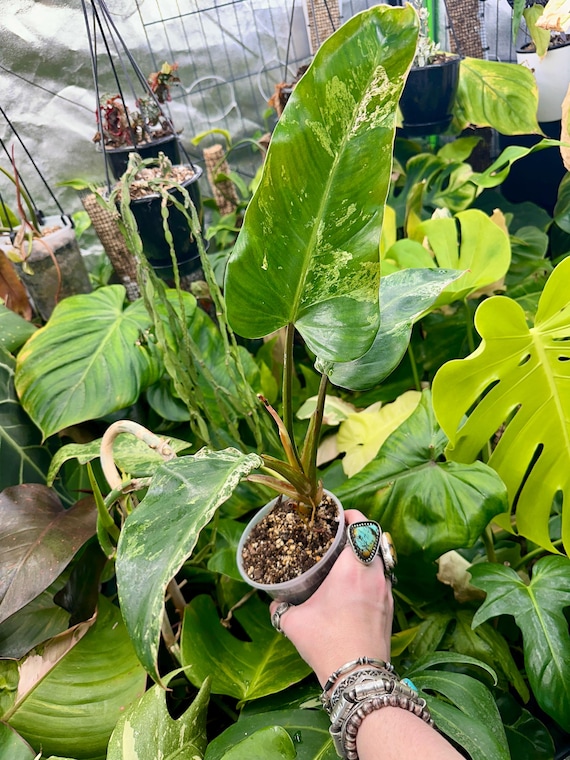 Philodendron Domesticum Mint Marble Variegated