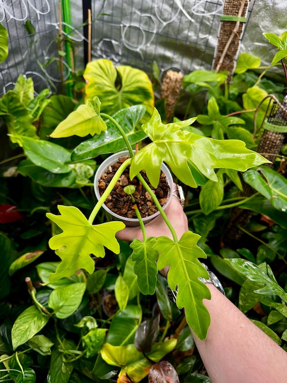 Philodendron Radiatum Variegated Double Growth