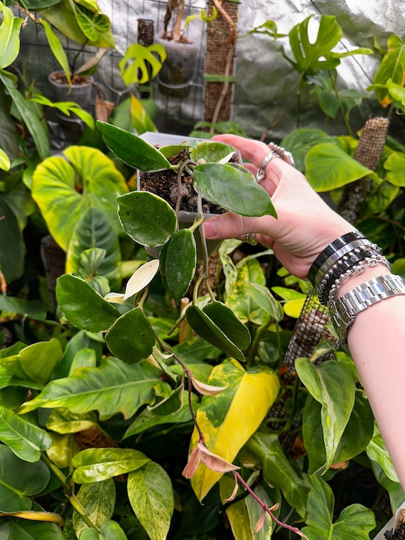 Hoya Carnosa Pink Flamingo