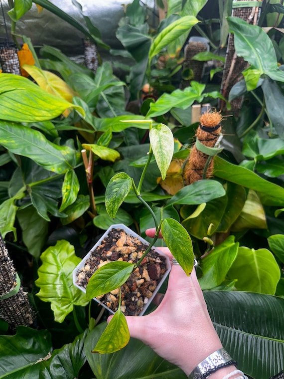 Monstera Laniata Mint Variegated