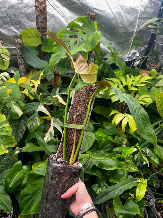 Philodendron Mexicanum Rooted Top Cut