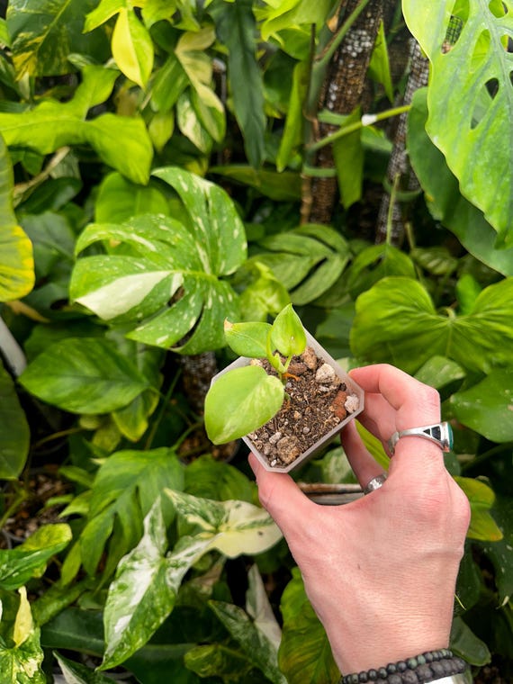 Philodendron Hederaceum Variegated (Variegated Heartleaf Philodendron)