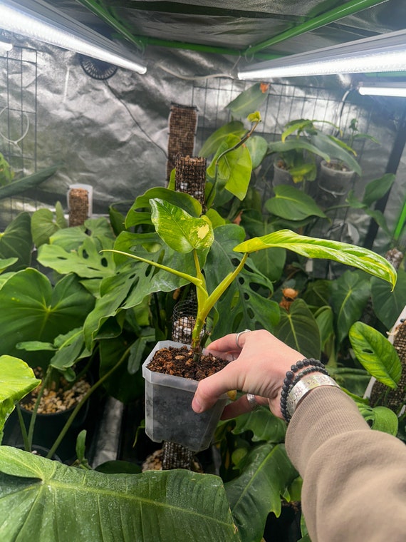 Philodendron Domesticum Variegated