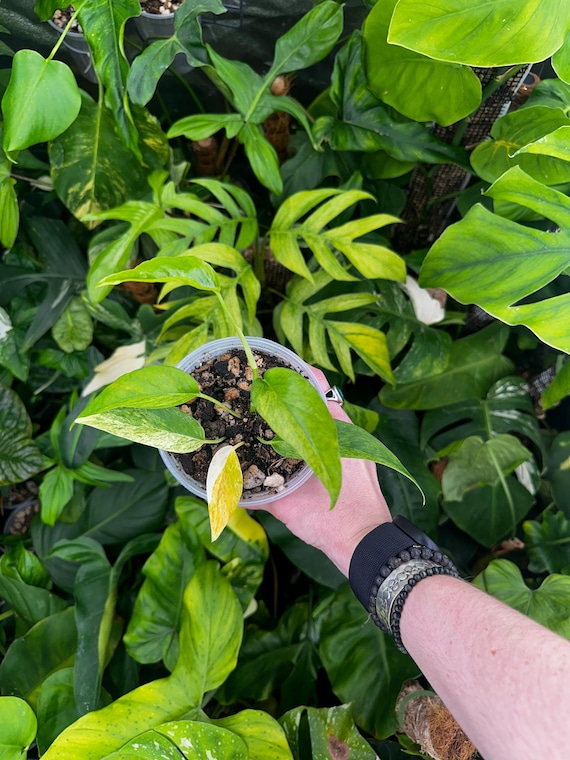 Monstera Laniata Mint Variegated