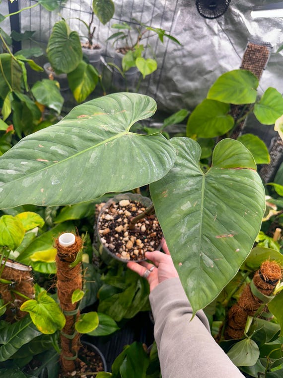 VERY RARE Philodendron Brandi Brandtianum Mature Form