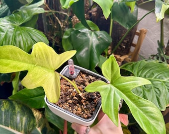 Philodendron Florida Ghost Mature Plant - Etsy