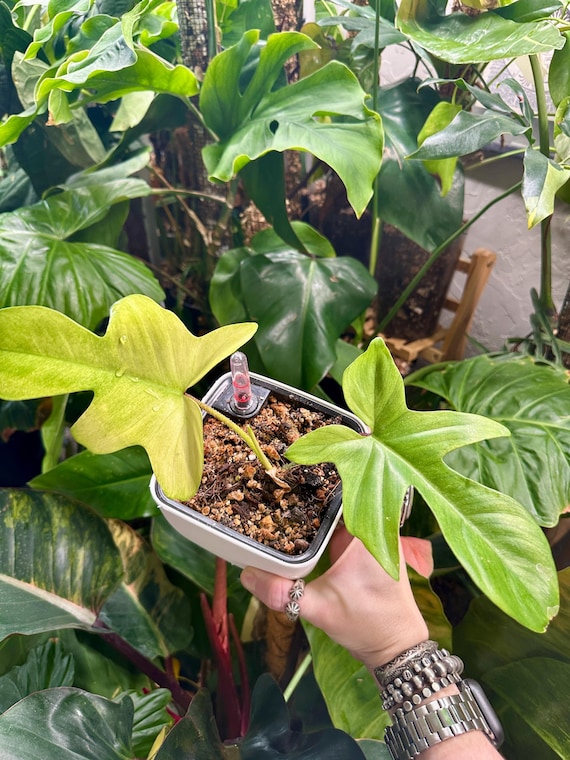 Philodendron "Florida Ghost" x Squamiferum variegated