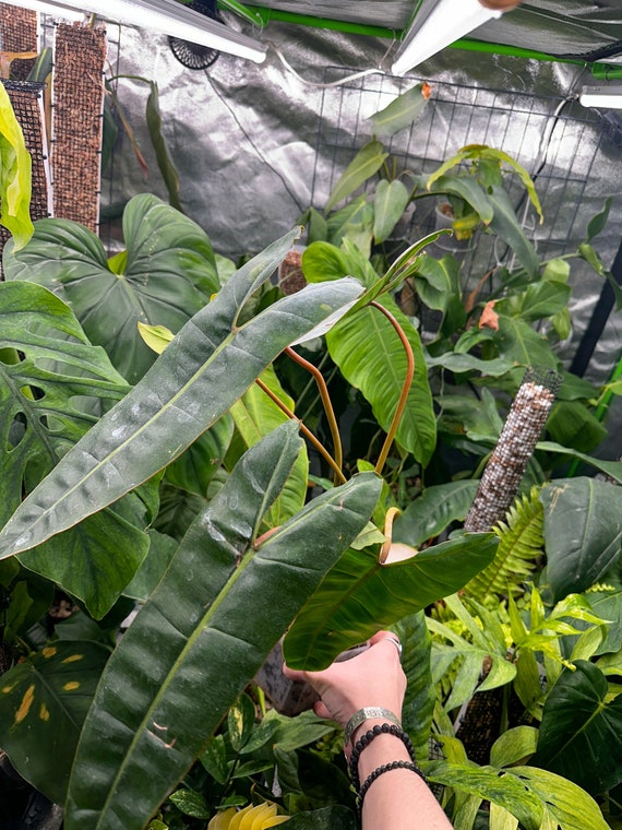 Philodendron Billietiae