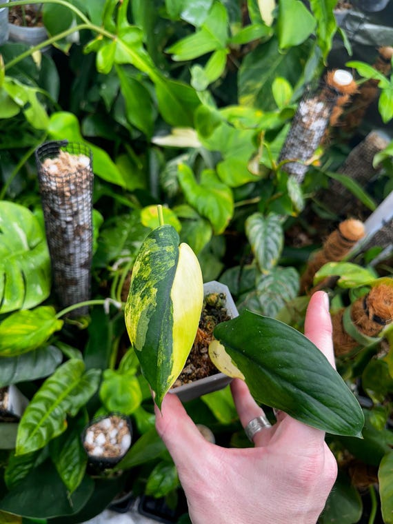 Scindapsus Jade- Aurea Variegated Cutting rooting