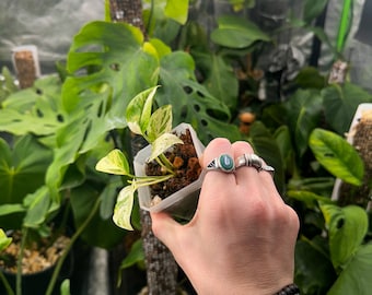 Epipremnum Pinnatum Marble